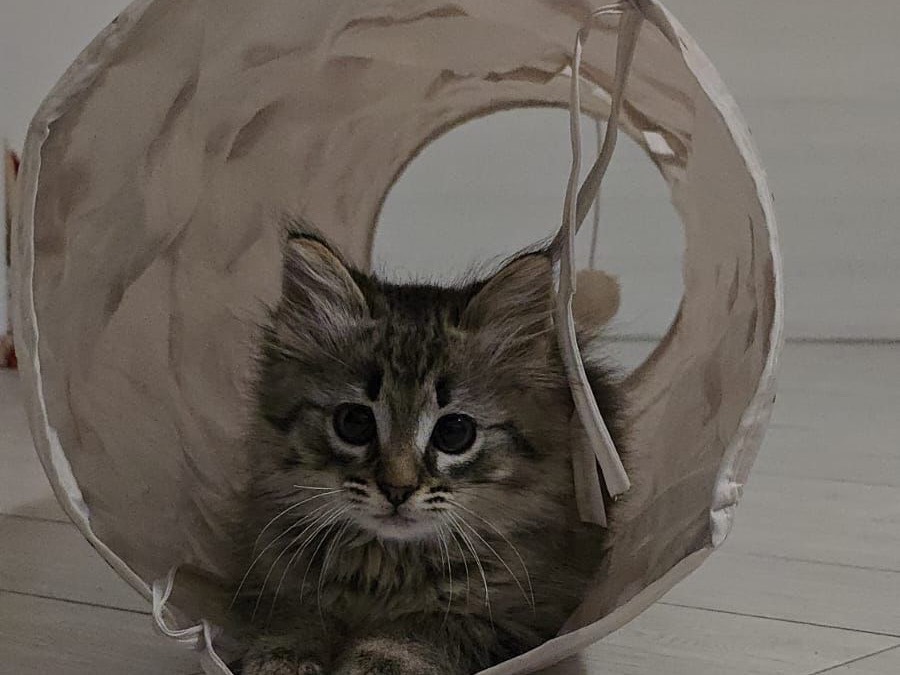 Adotta un gatto, femmina, 2 mesi, Teramo