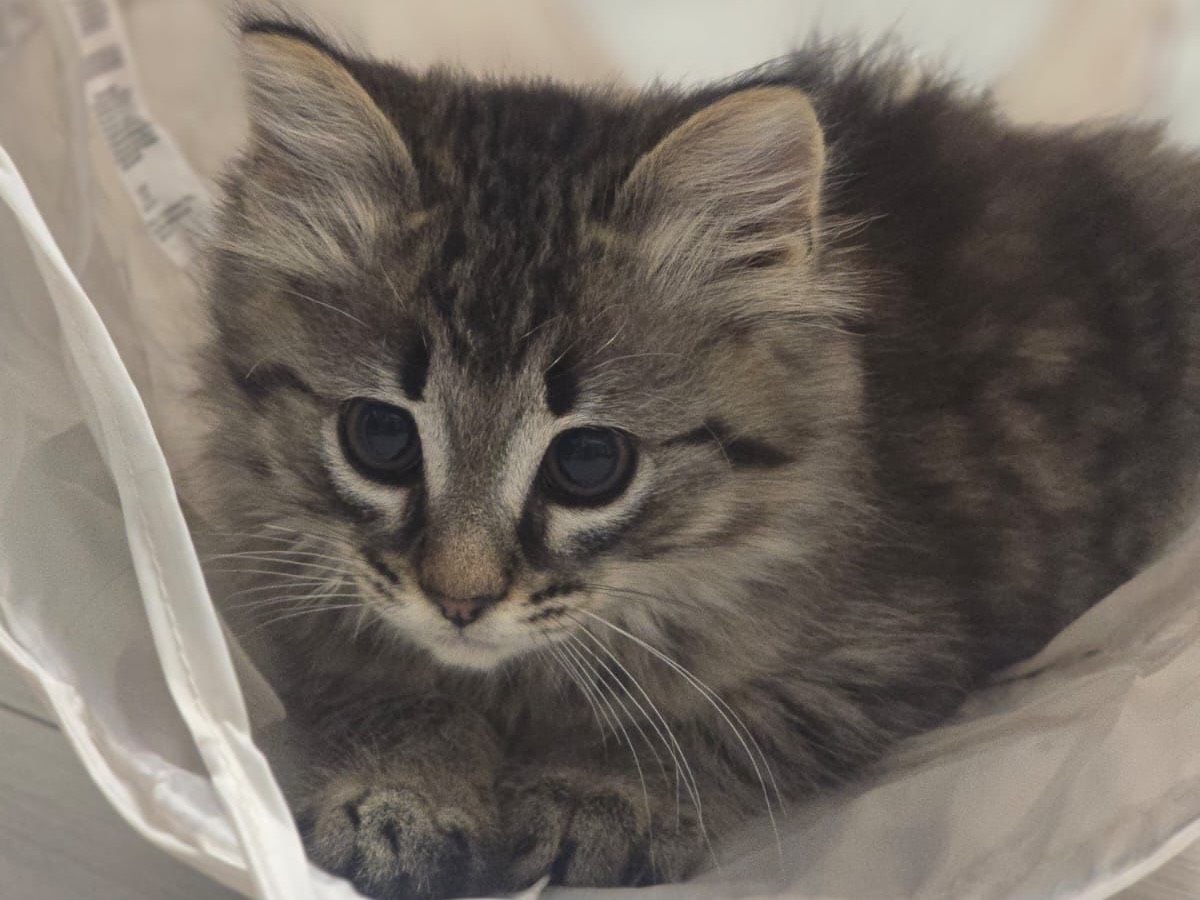 Adotta un gatto, taglia non valida, femmina, Teramo
