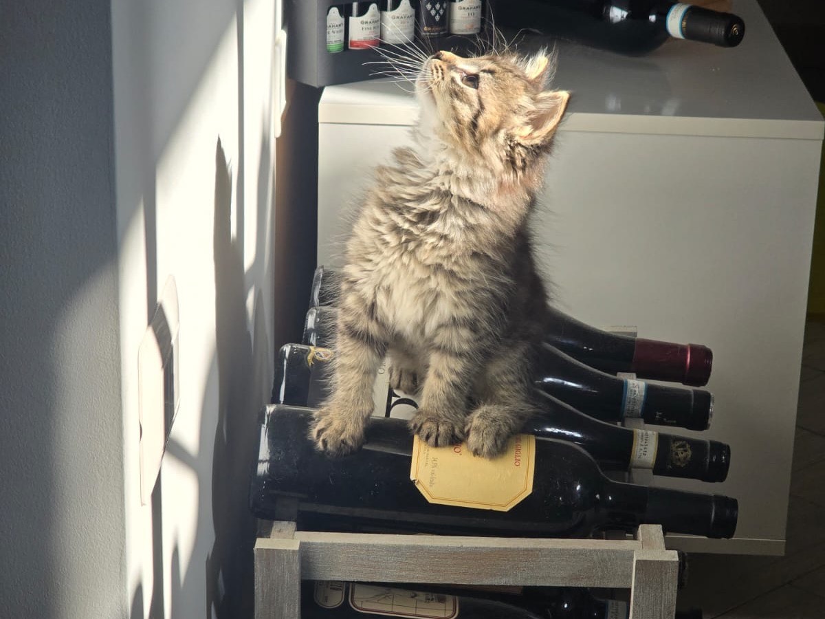 Vuoi adottare un gatto a Teramo?