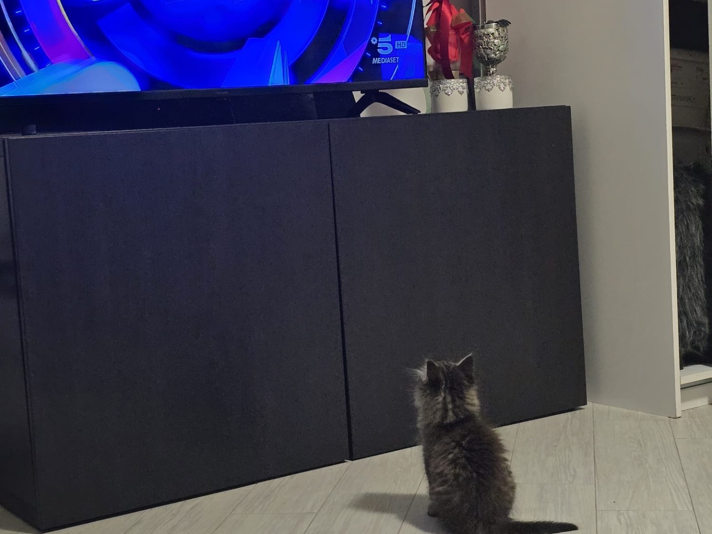 Adotta il gatto Danubio a Teramo