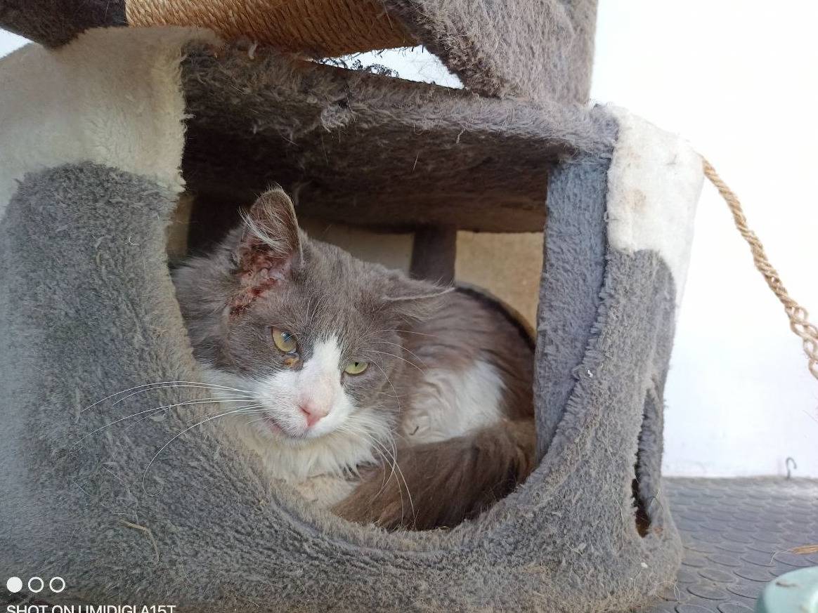 Adotta un gatto, maschio, 6 anni e 4 mesi, Sud