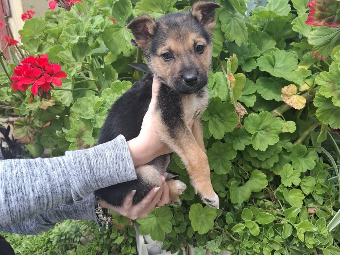 Adozione cane, maschio, Razza sconosciuta Razza sconosciuta, 3 mesi, taglia media contenuta, Padova
