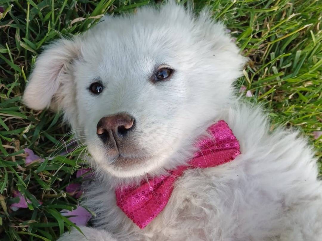 Adozione cane, femmina, Razza sconosciuta Razza sconosciuta, 3 mesi, taglia media, Salerno
