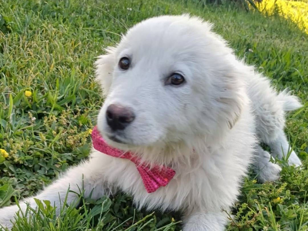 Adotta un cane, taglia media, femmina, Salerno
