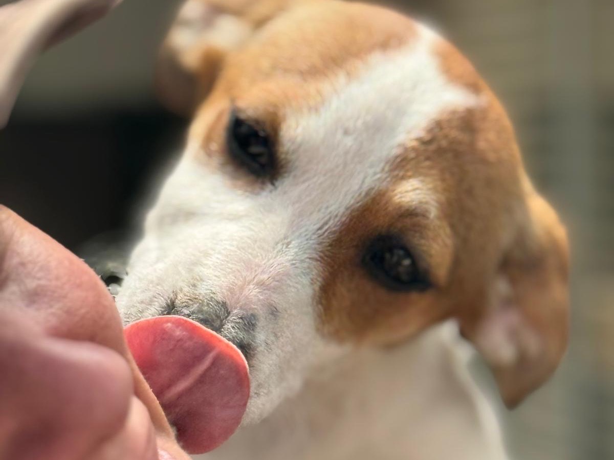 Adozione cane, femmina, Razza sconosciuta Razza sconosciuta, 4 mesi, taglia media contenuta, Napoli