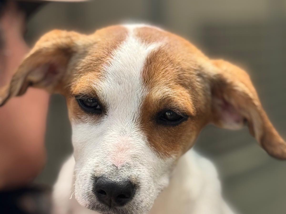 Adotta un cane, taglia media contenuta, femmina, Napoli