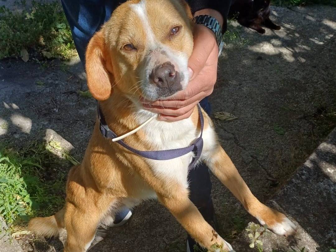 Adozione cane, maschio, Razza sconosciuta Razza sconosciuta, 1 anno e 4 mesi, taglia piccola, Salerno
