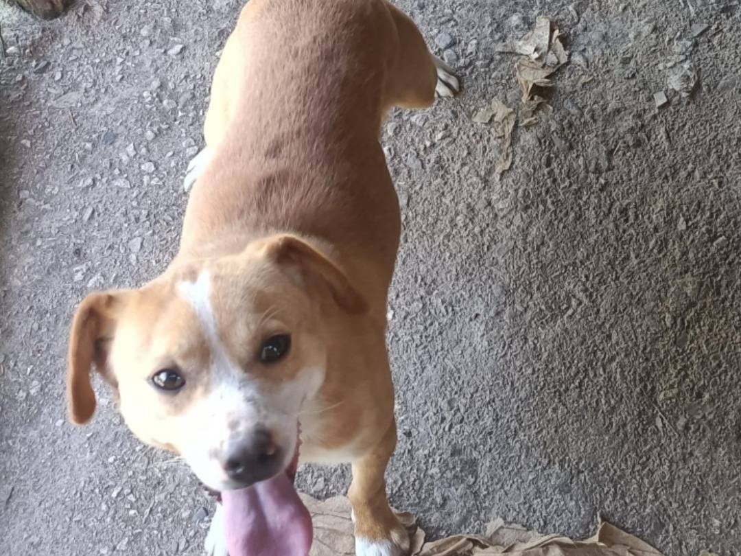 Adotta un cane, maschio, 1 anno e 4 mesi, Salerno