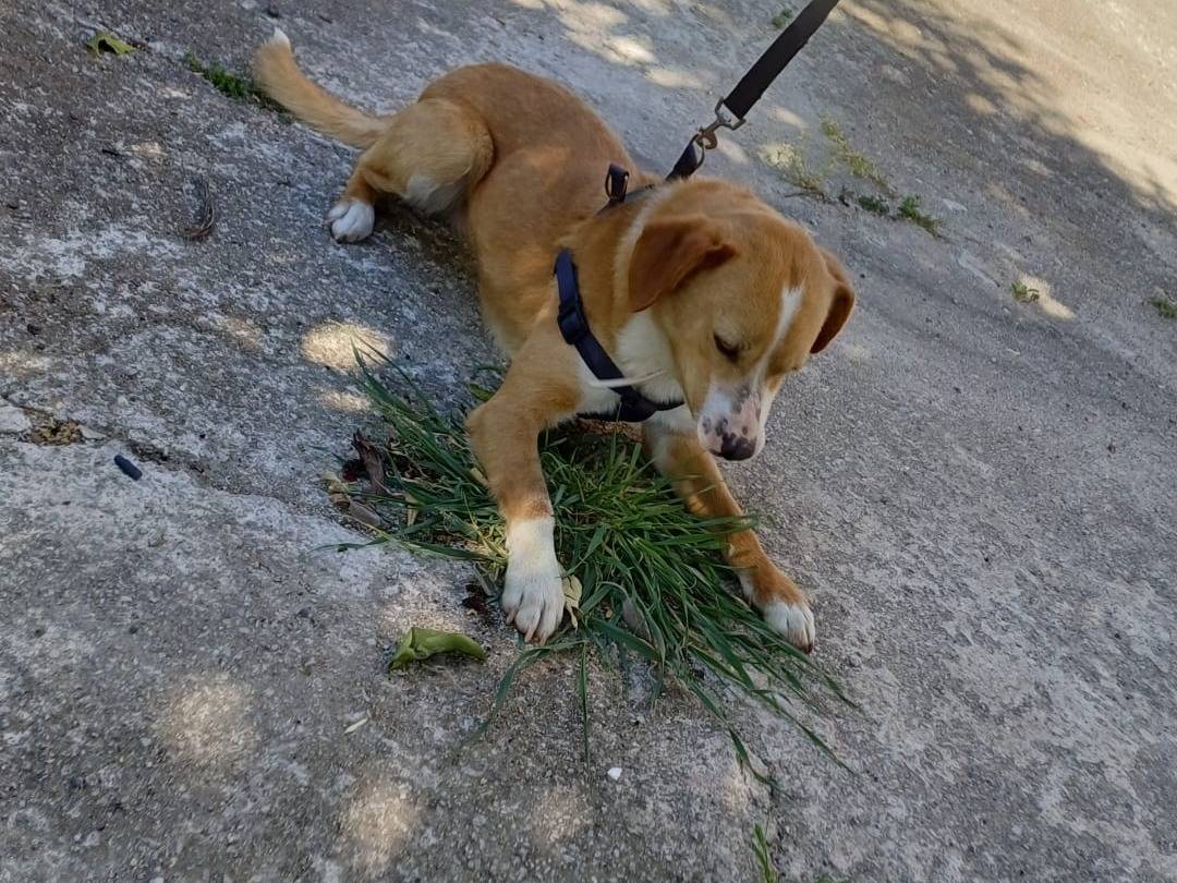 Adotta un cane, taglia piccola, maschio, Salerno