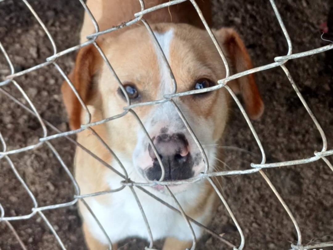 Vuoi adottare un cane a Salerno?