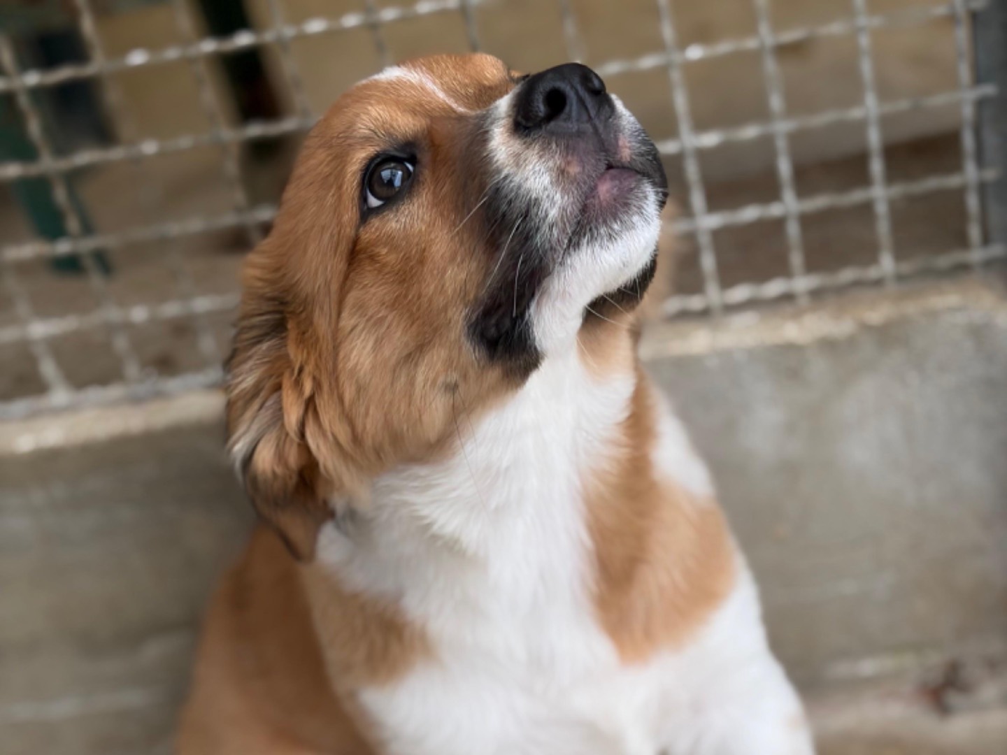 Vuoi adottare un cane a Napoli?