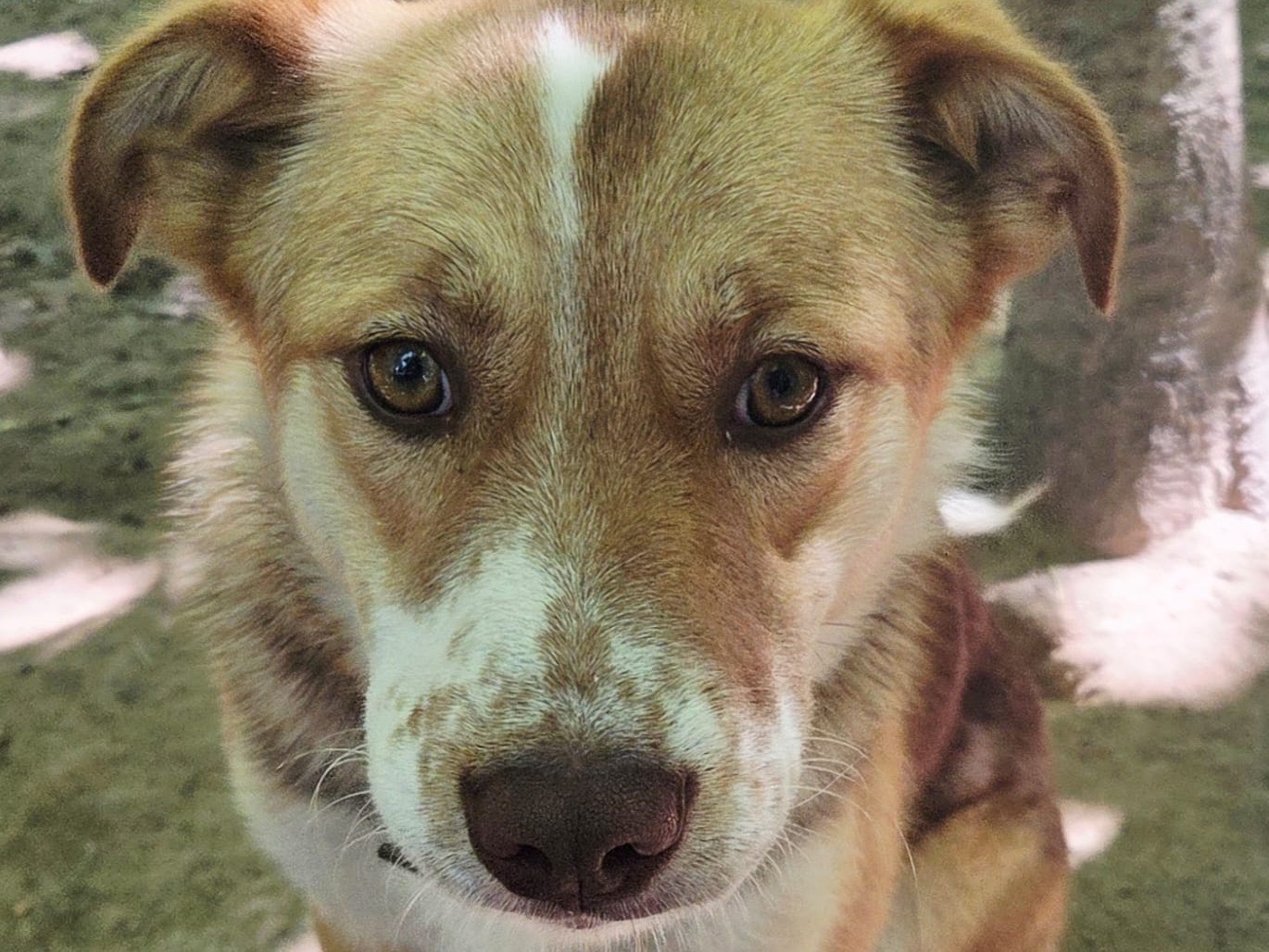 Vuoi adottare un cane a Bolzano?