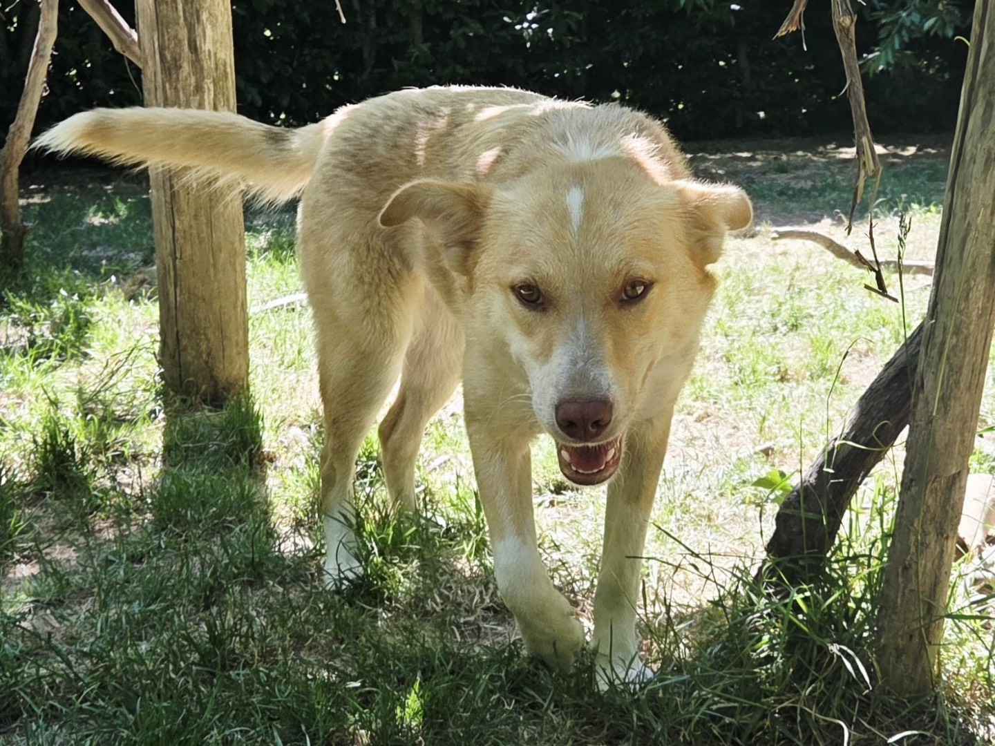 Vuoi adottare un cane a Trento?