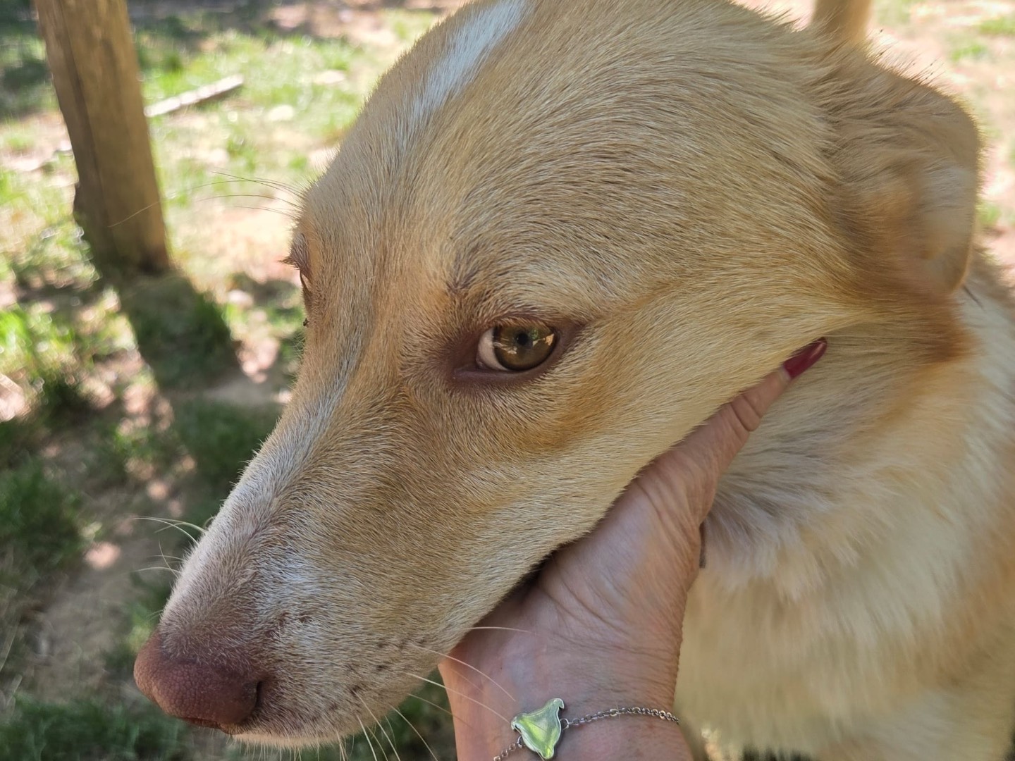 Adotta il cane Milly a Trento