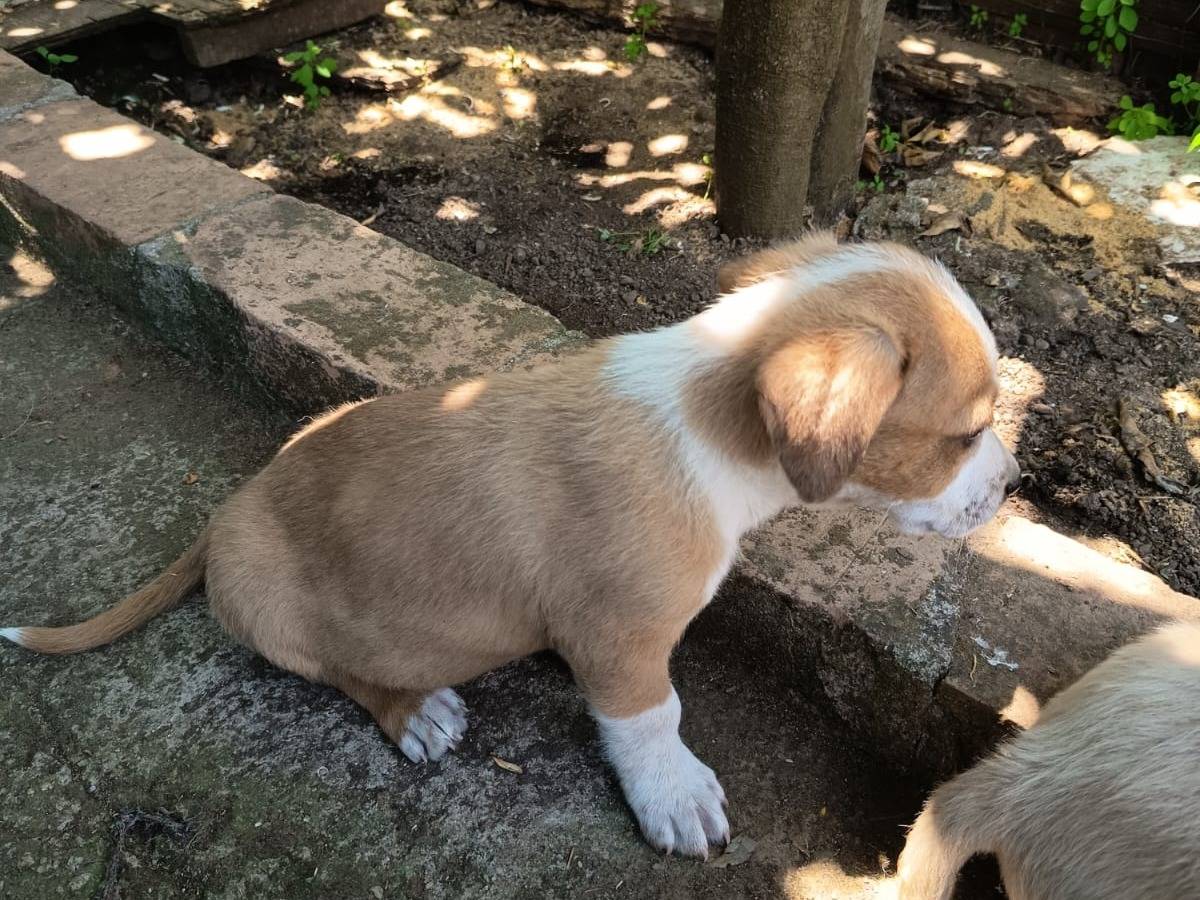 Vuoi adottare un cane a Vibo?