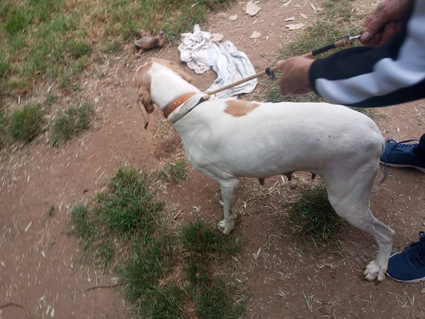 Adotta un cane, femmina, 1 anno e 11 mesi, Vibo