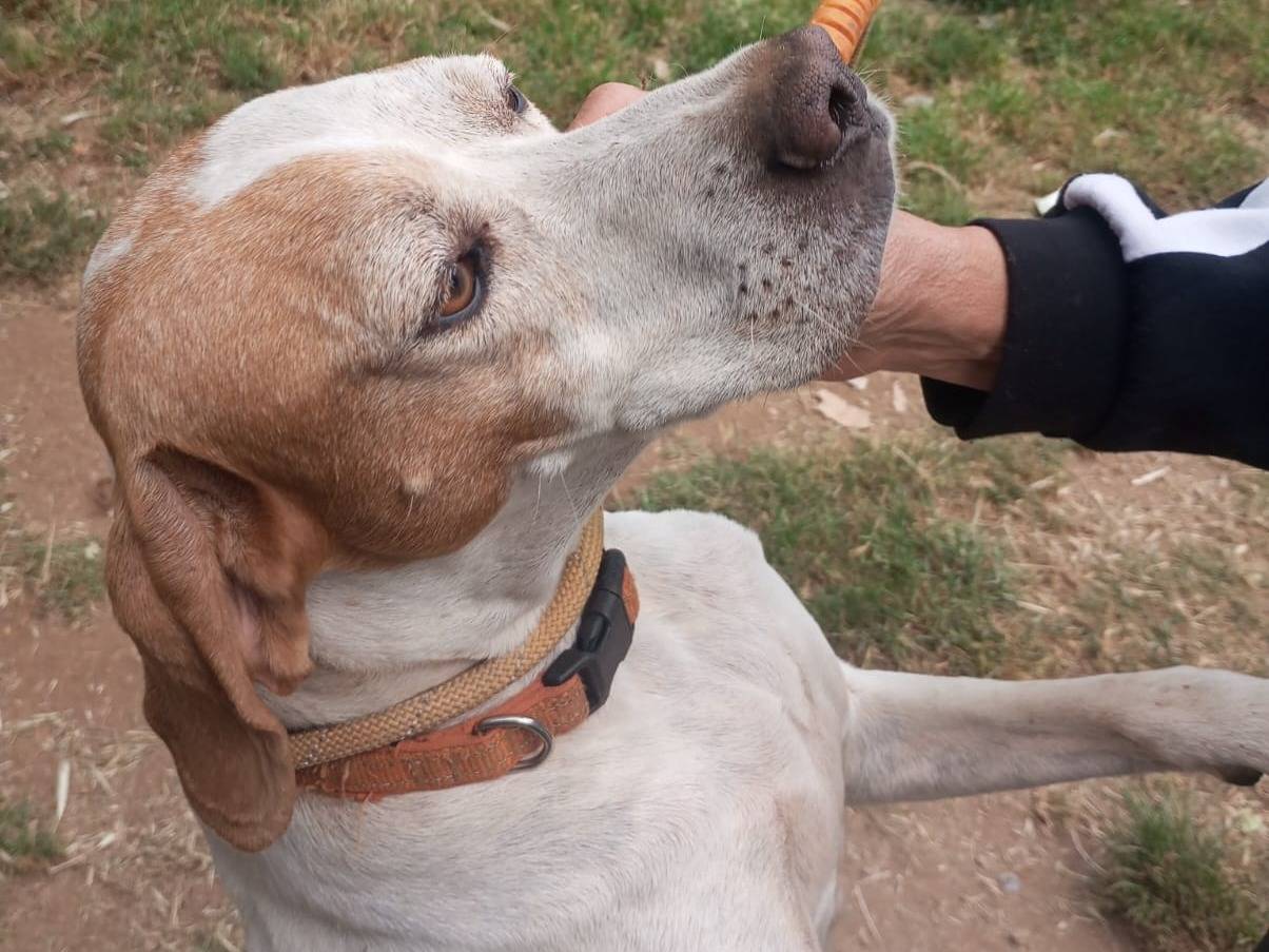 Adotta un cane, taglia media, femmina, Vibo