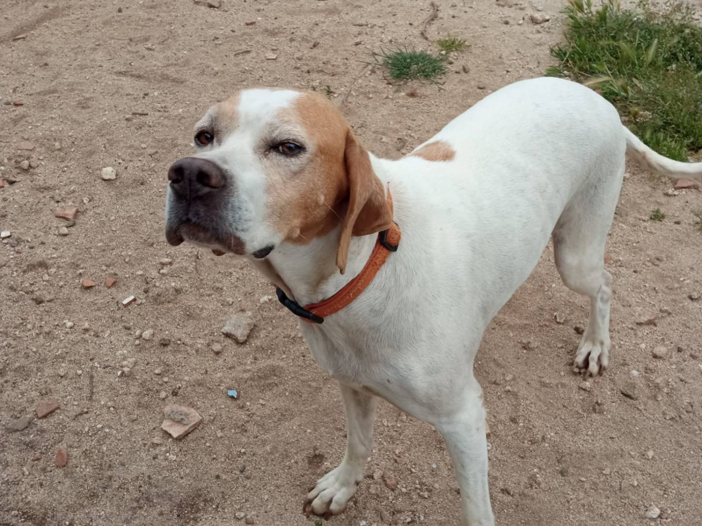 Adozione cane, femmina, Pointer Razza sconosciuta, 1 anno e 11 mesi, taglia media, Vibo