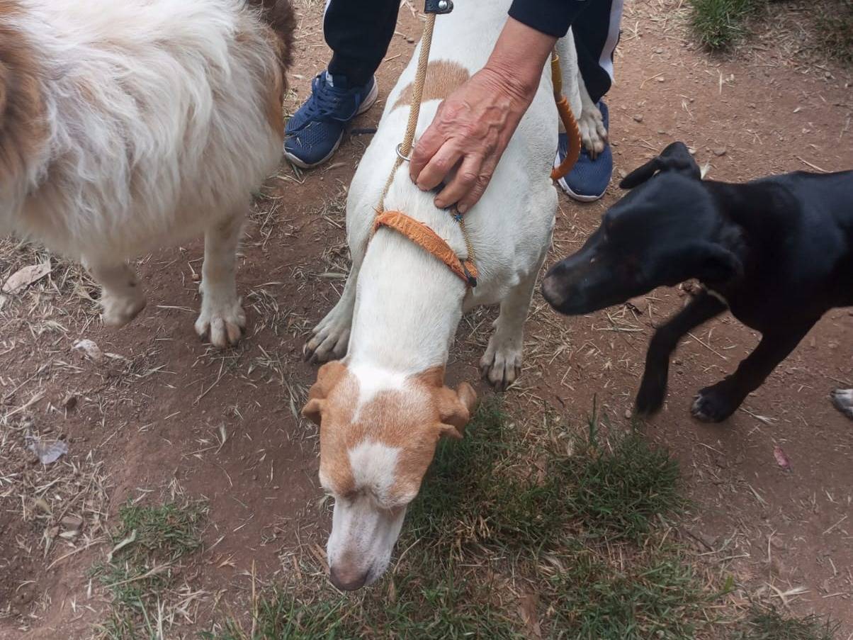 Vuoi adottare un cane a Vibo?