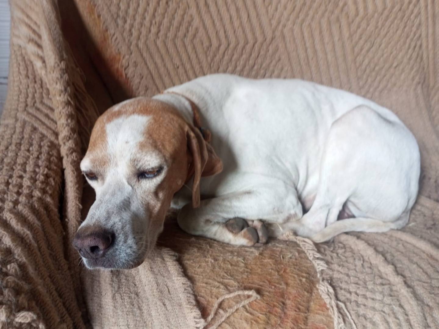 Adotta il cane ARTEMIDE a Vibo
