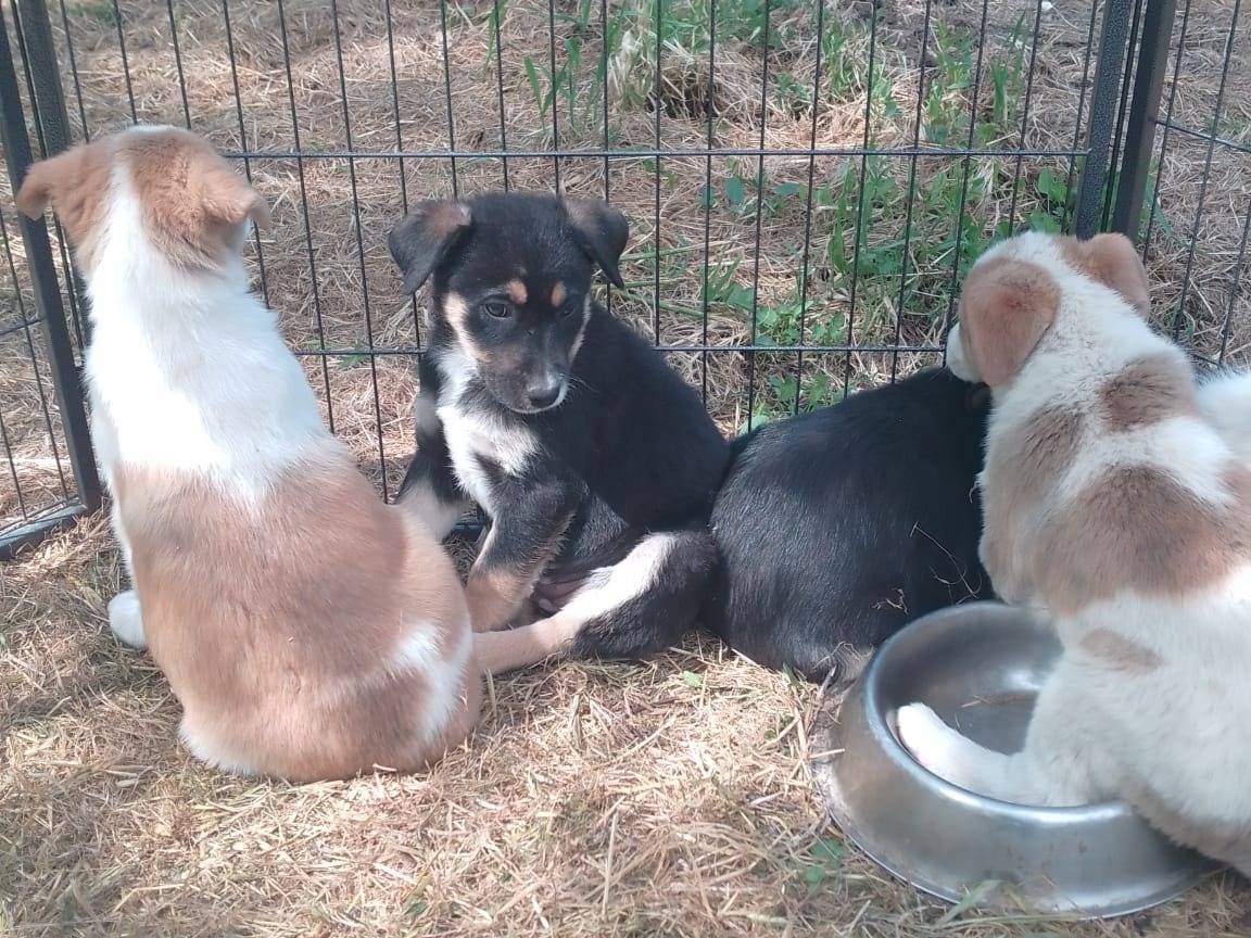 Vuoi adottare un cane a Avellino?