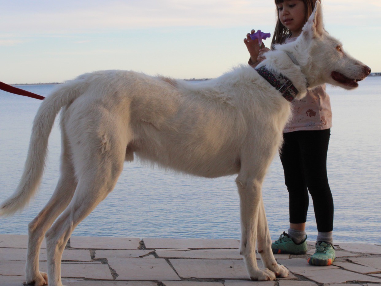 Adotta un cane, maschio, 4 anni e 1 mese, Firenze