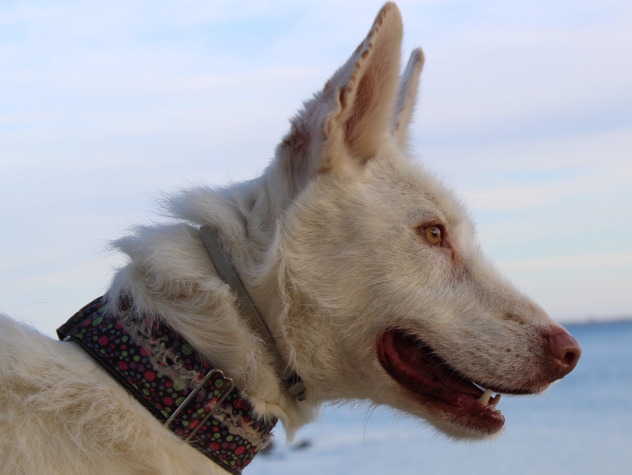 Adozione cane, maschio, Razza sconosciuta Razza sconosciuta, 4 anni e 1 mese, taglia media, Firenze