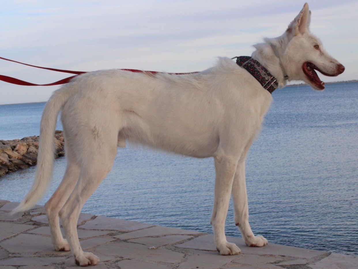 Adotta un cane, taglia media, maschio, Firenze