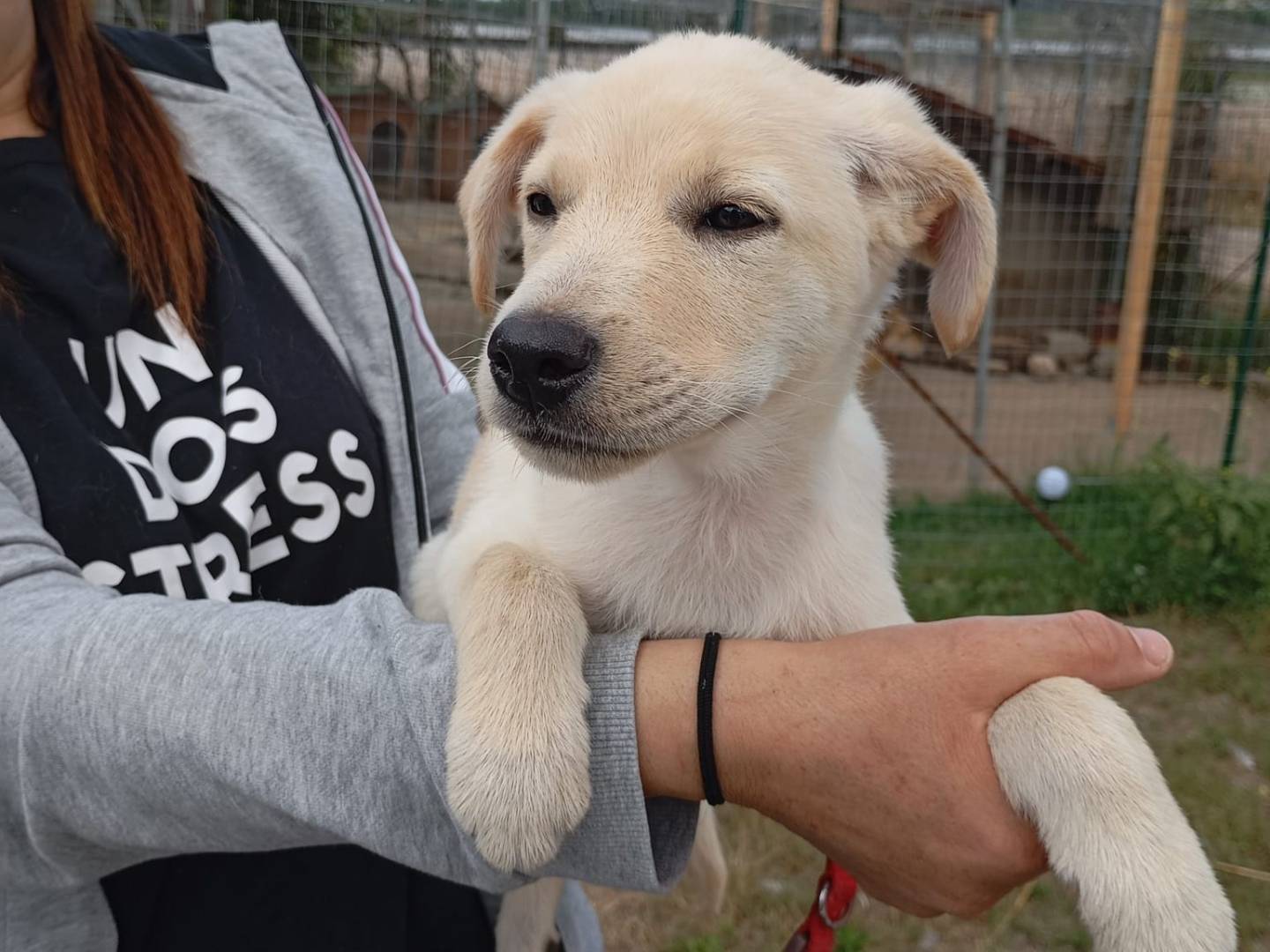 Vuoi adottare un cane a Vibo?