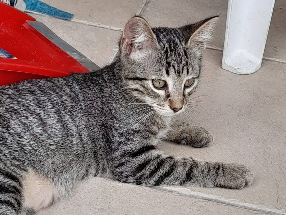 Adozione gatto, maschio, Razza sconosciuta Razza sconosciuta, 2 mesi, taglia non valida, Catanzaro