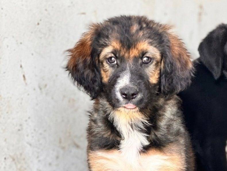 Adozione cane, femmina, Razza sconosciuta Razza sconosciuta, 2 mesi, taglia media, Crotone
