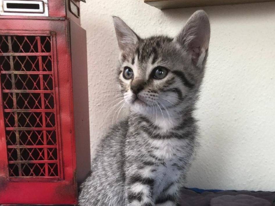 Adozione gatto, femmina, Razza sconosciuta Razza sconosciuta, 1 mesi, taglia non valida, Catanzaro