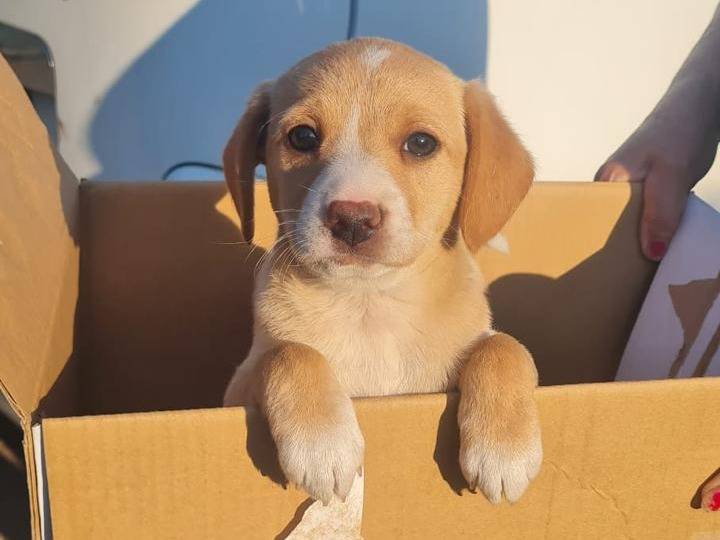 Adozione cane, femmina, Razza sconosciuta Razza sconosciuta, 2 mesi, taglia media, Vibo