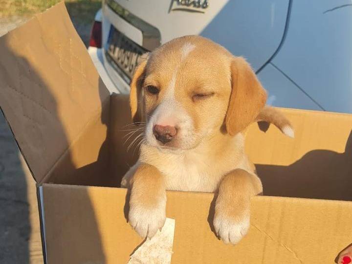Adotta un cane, femmina, 2 mesi, Vibo