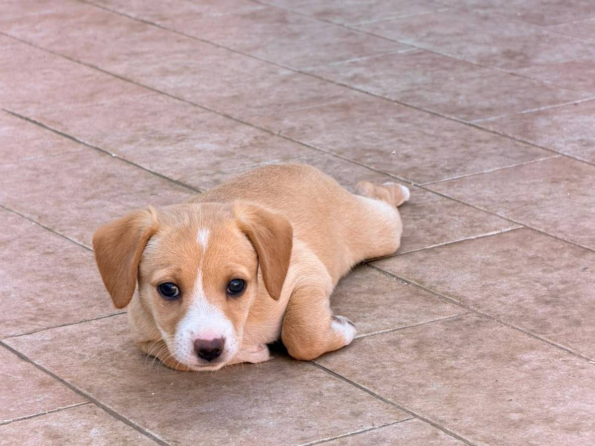 Adotta un cane, taglia media, femmina, Vibo
