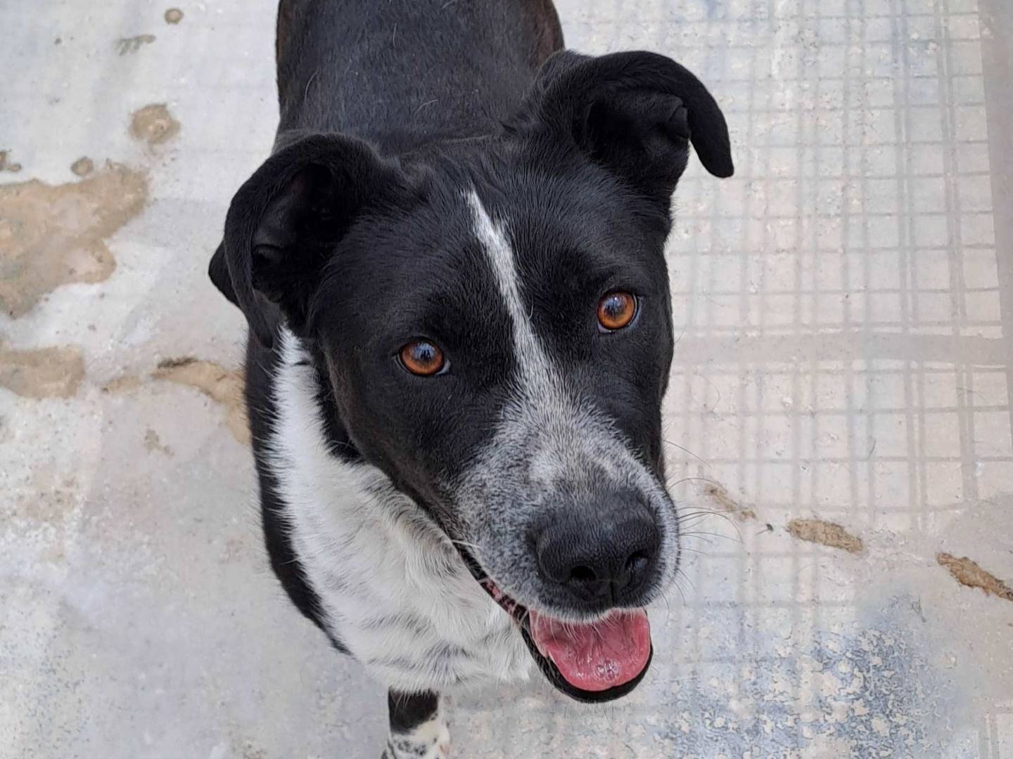 Adotta un cane, femmina, 3 anni e 4 mesi, Torino