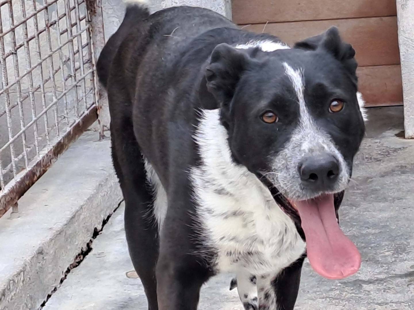 Adotta un cane, taglia media contenuta, femmina, Torino