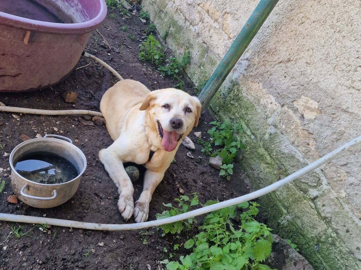 Adotta il cane ASIA a Caserta
