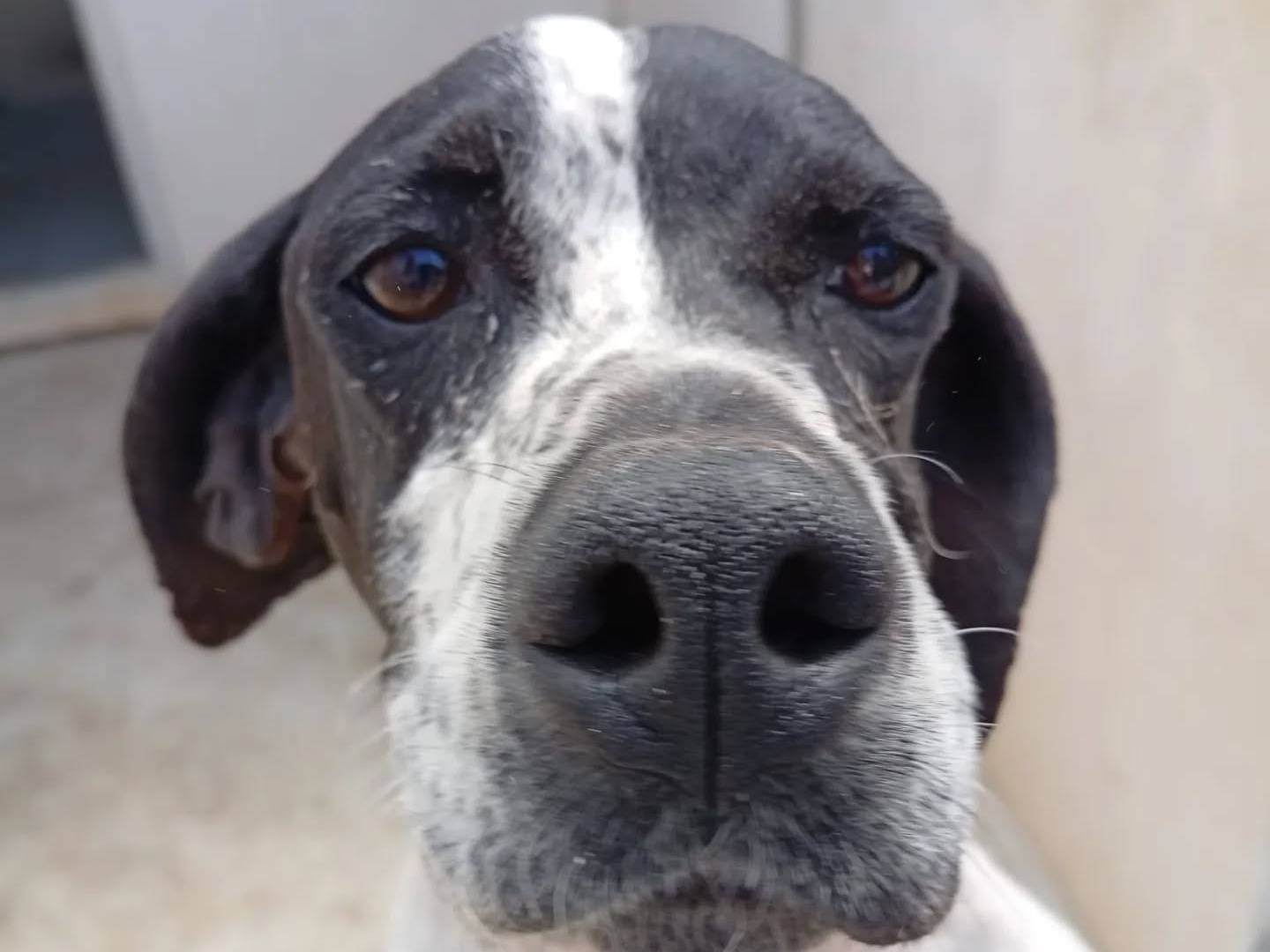 Adozione cane, femmina, Pointer Razza sconosciuta, 5 anni e 4 mesi, taglia media contenuta, Bergamo