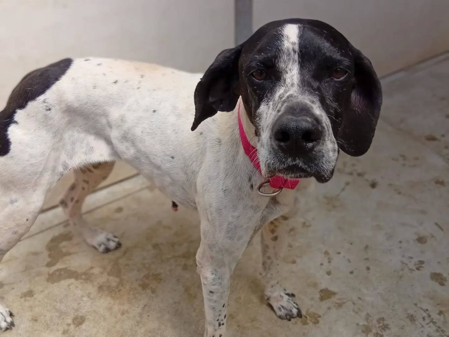 Adotta un cane, femmina, 5 anni e 4 mesi, Bergamo
