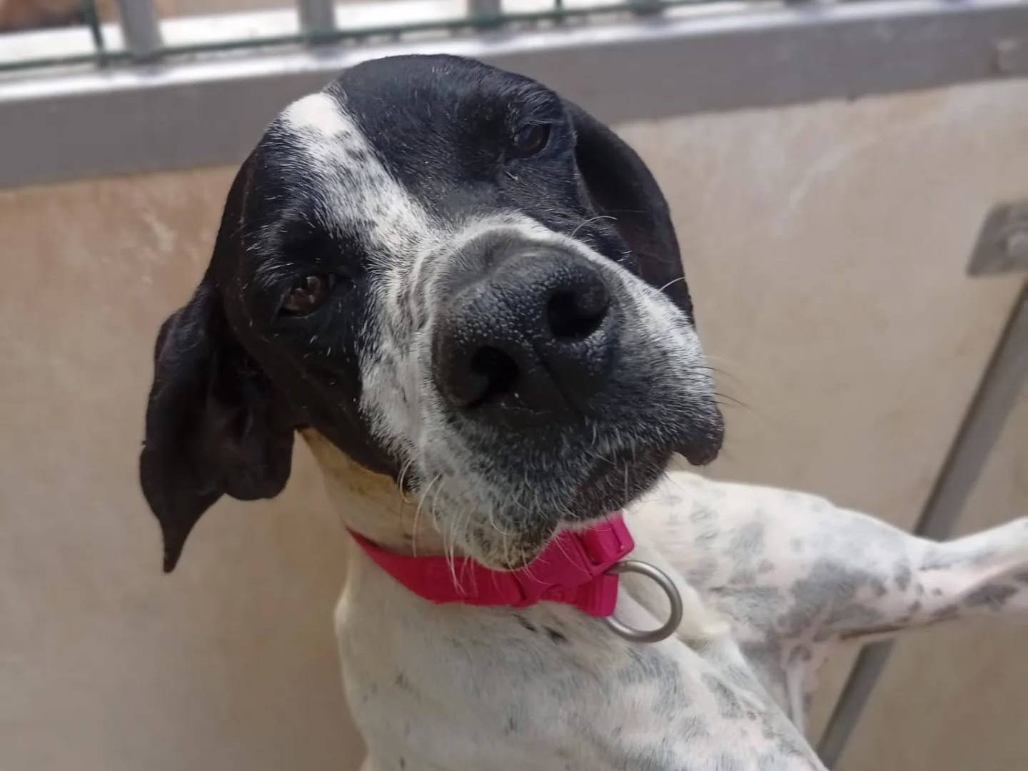 Adotta un cane, taglia media contenuta, femmina, Bergamo