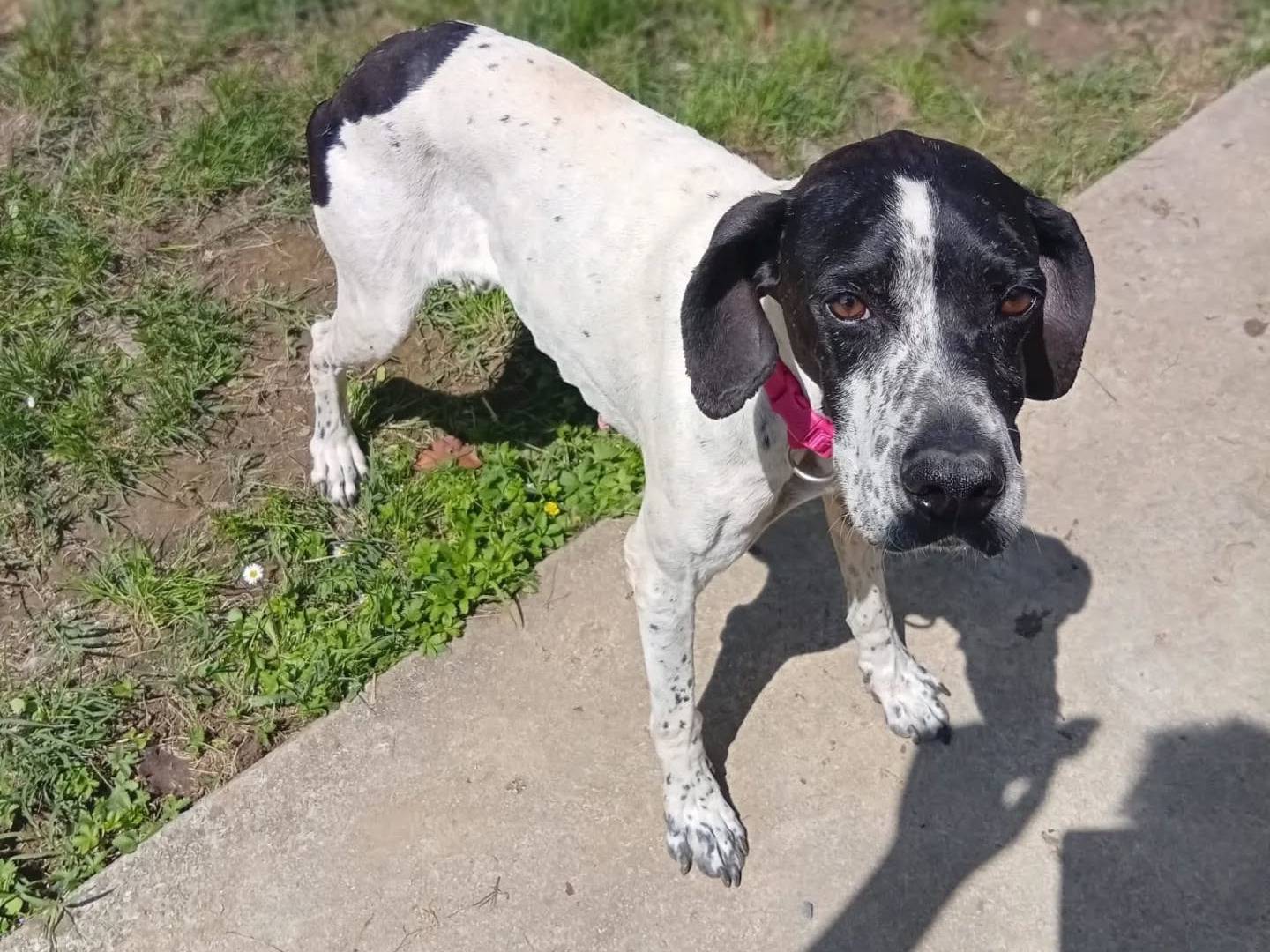 Vuoi adottare un cane a Bergamo?