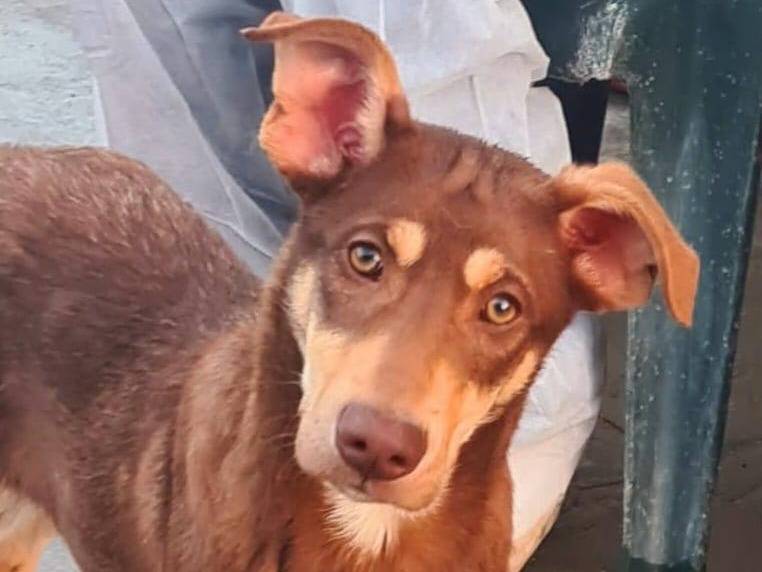 Adozione cane, maschio, Razza sconosciuta Razza sconosciuta, 10 mesi, taglia media contenuta, Varese