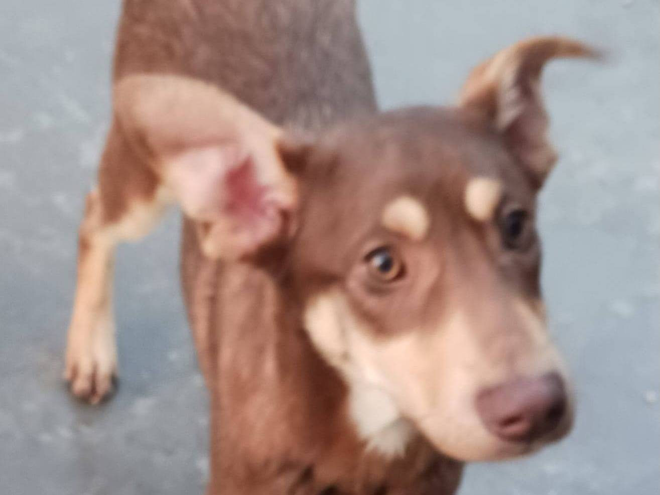 Adotta un cane, maschio, 10 mesi, Varese