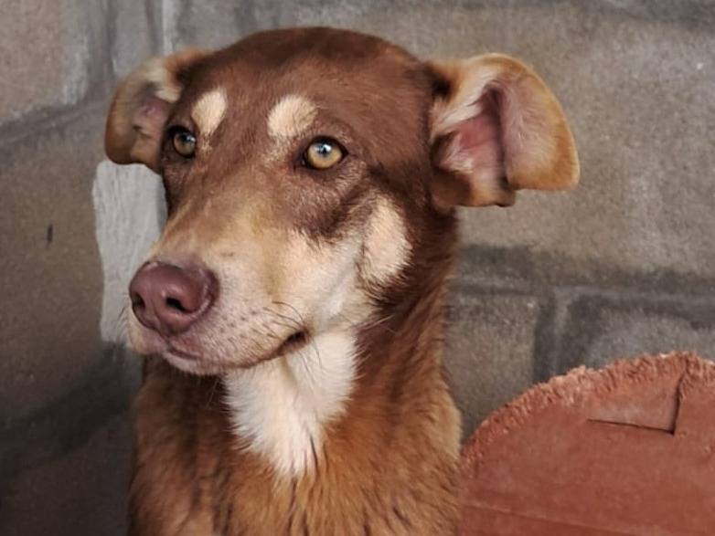 Vuoi adottare un cane a Varese?