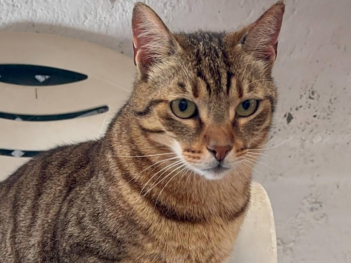 Adozione gatto, maschio, Razza sconosciuta Razza sconosciuta, 5 anni e 1 mese, taglia non valida, Roma