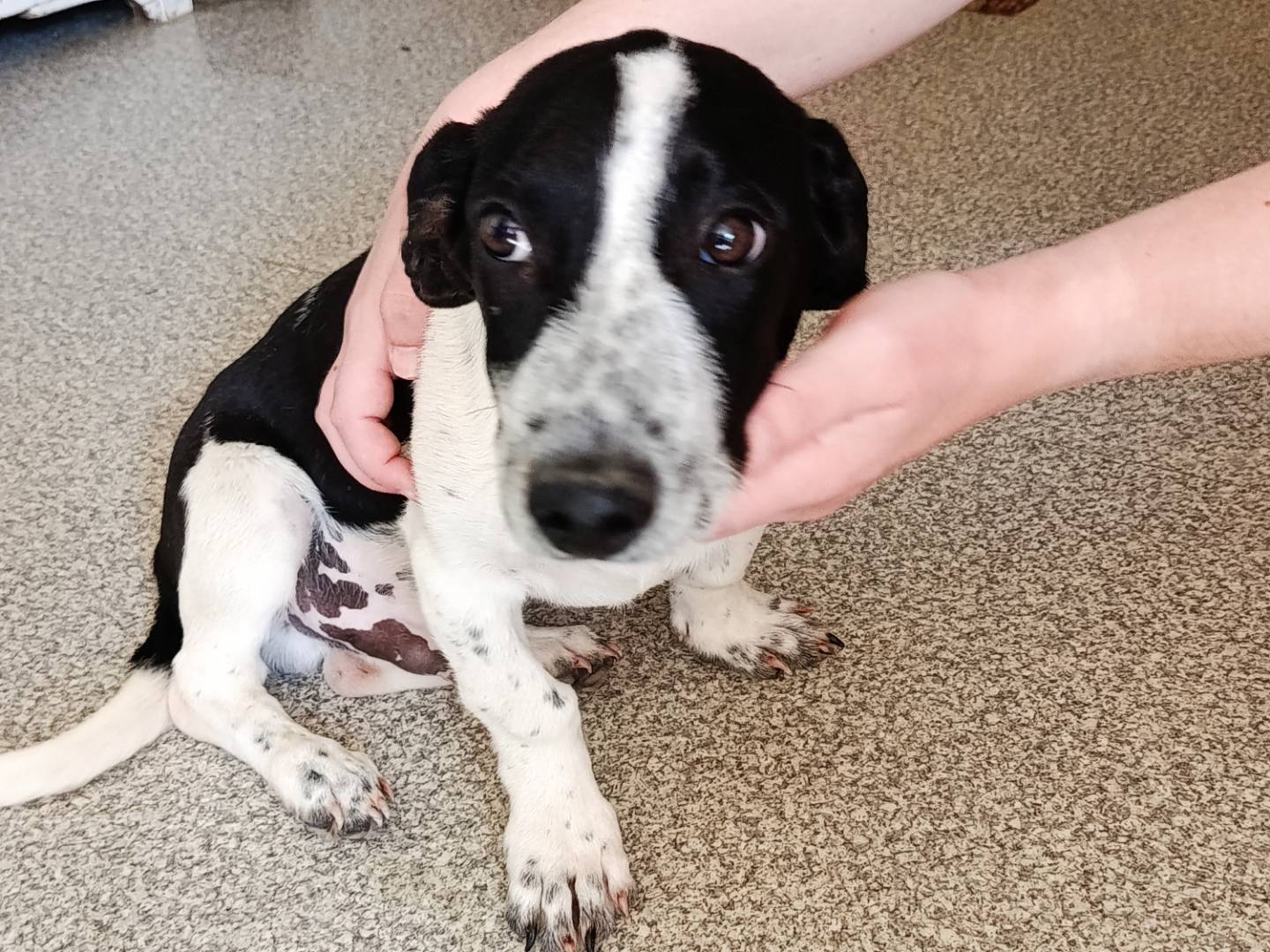 Adozione cane, maschio, Razza sconosciuta Razza sconosciuta, 3 mesi, taglia piccola, Trapani