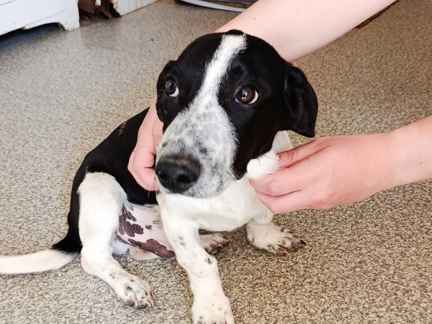 Adotta un cane, maschio, 3 mesi, Trapani