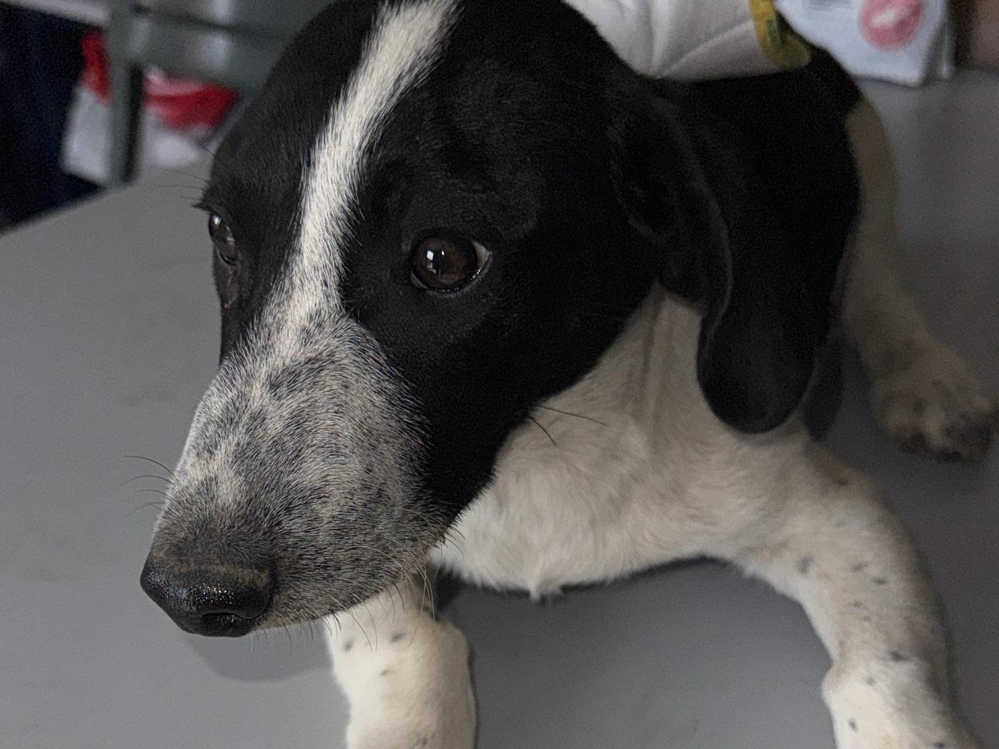 Adotta un cane, taglia piccola, maschio, Trapani