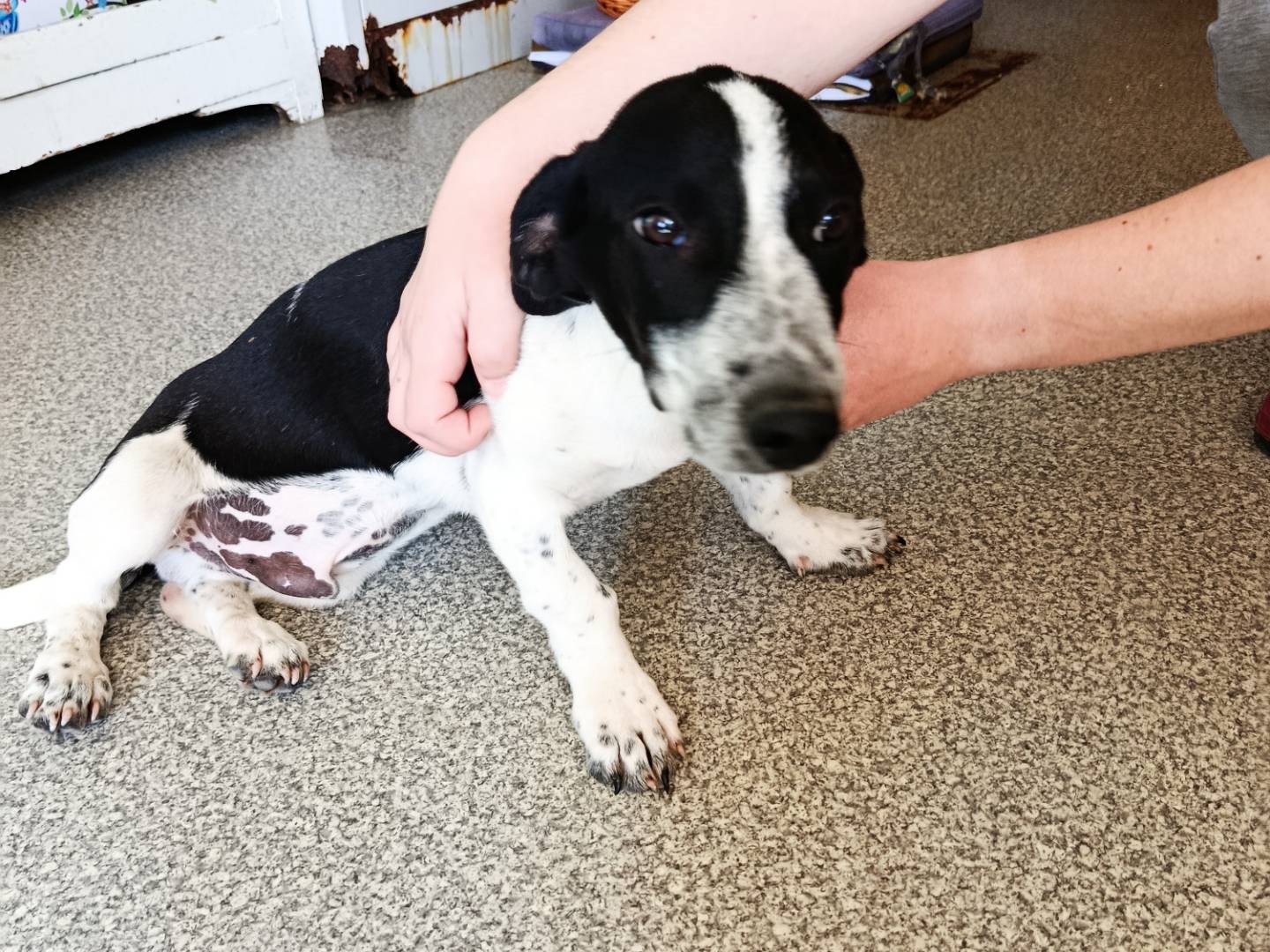 Vuoi adottare un cane a Trapani?